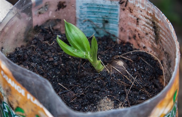 Dypsis pilulifera (orange crush) (2) (600 x 386).jpg