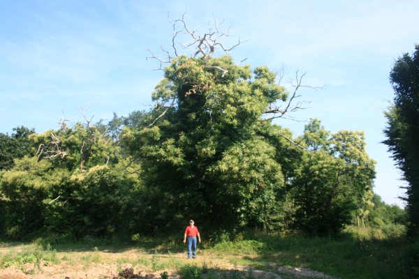 Chataigniers quadricentenaires