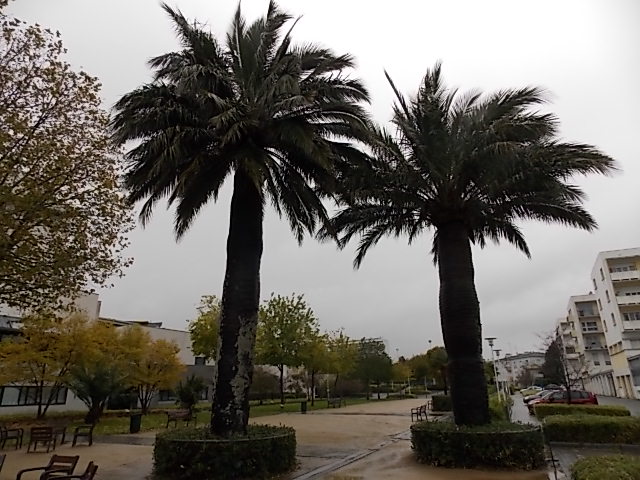 Jubaea chilensis de Lorient et leurs petits