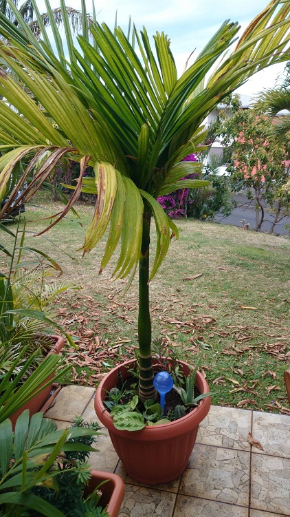 Areca catechu qui m'a été donné en piteux état. Il se refait doucement une santé.