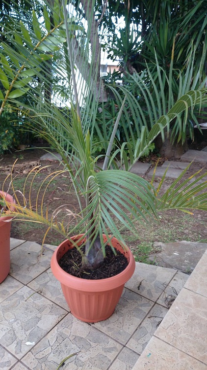 Dypsis decaryi, le champion de la croissance chez mois...