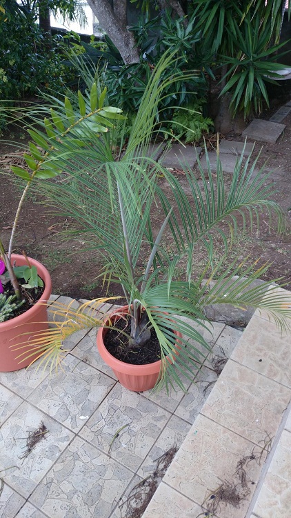 Dypsis Decaryi