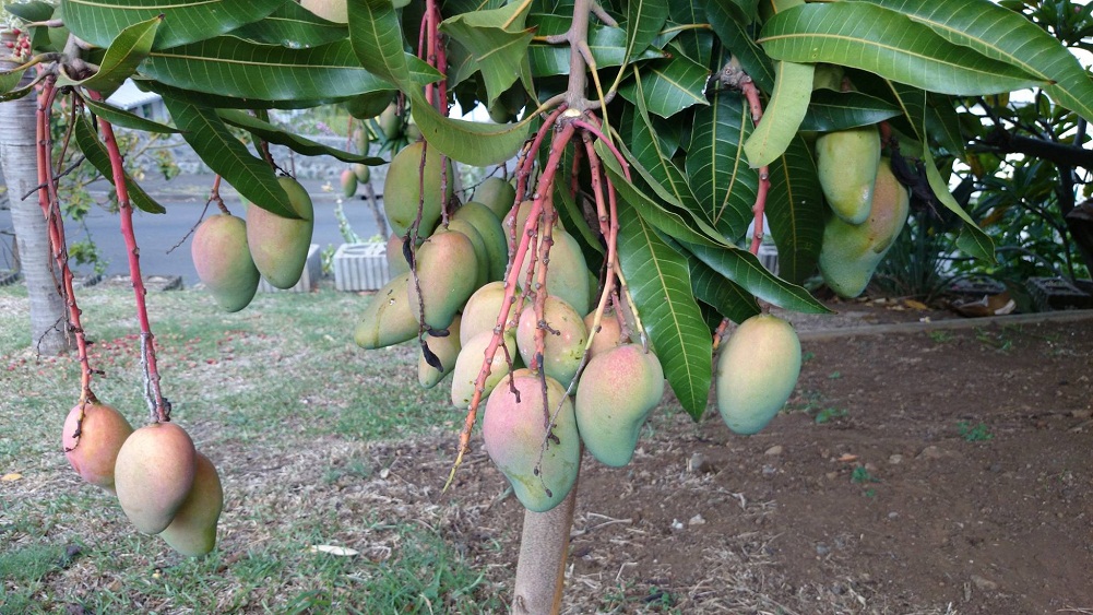 Mangues du jardin !