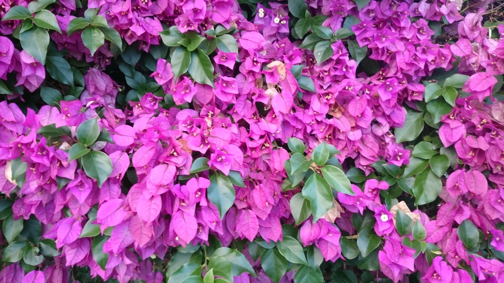 Bougainvillea spectro-glabra