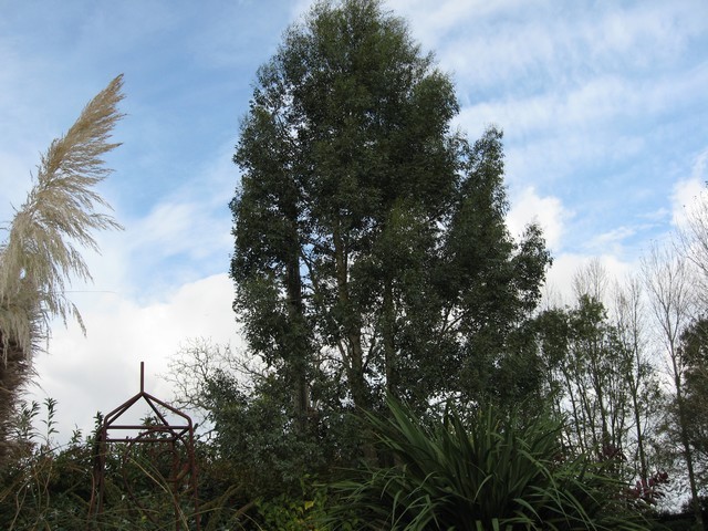 eucalyptus gunnii