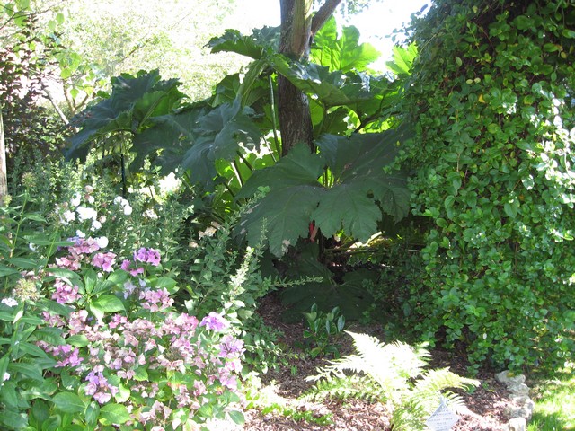 gunnéra manicata montr dans l'arbre