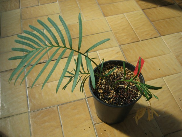 cycas sp sylver 03.09.10 001 [640x480].jpg