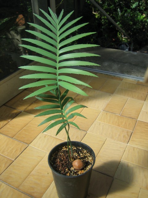 dioon spinulosum 03.09.10 [640x480].jpg