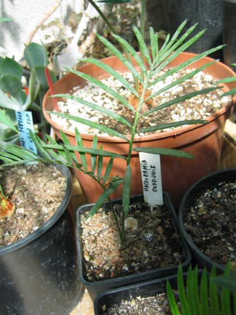 macrozamia communis [640x480].jpg