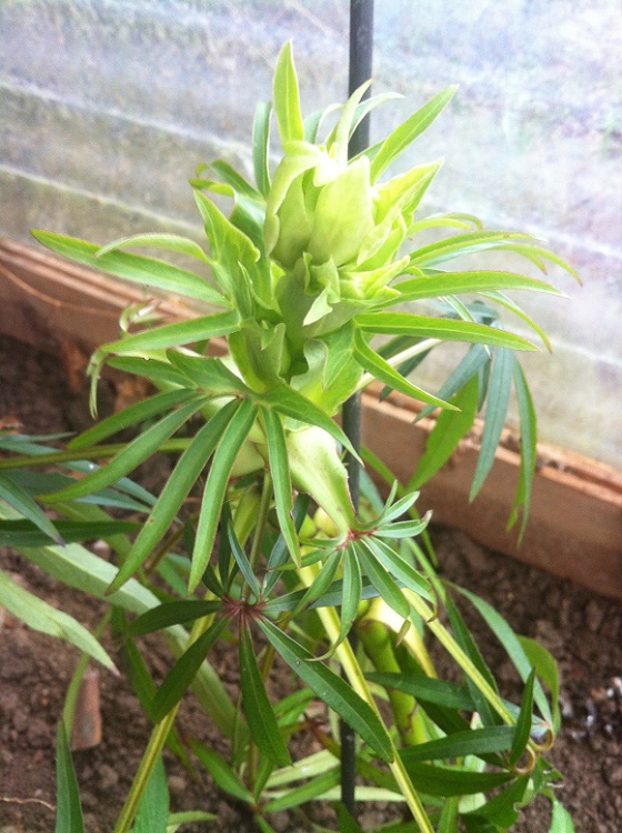 Enfin une photo un peu plus général des futures fleurs