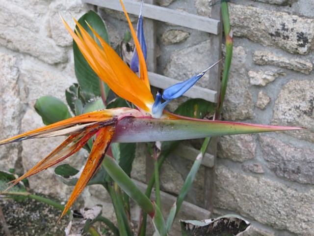 strelitzia