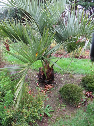 butia capitata