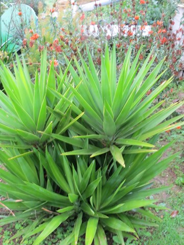 yucca elephantipes 01.JPG