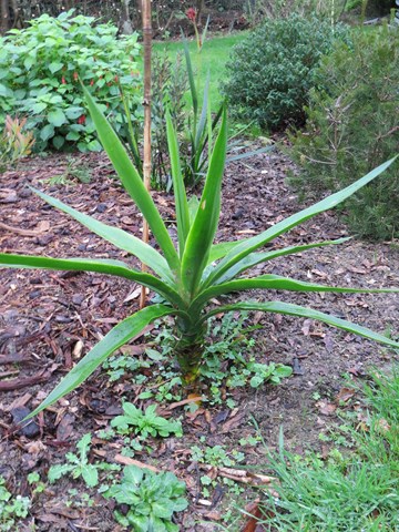 le yucca de clorophyle . les lances sont plus longues.