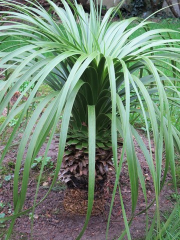 nolina longifolia.JPG