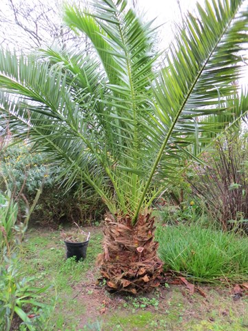 phoenix canariensis.JPG