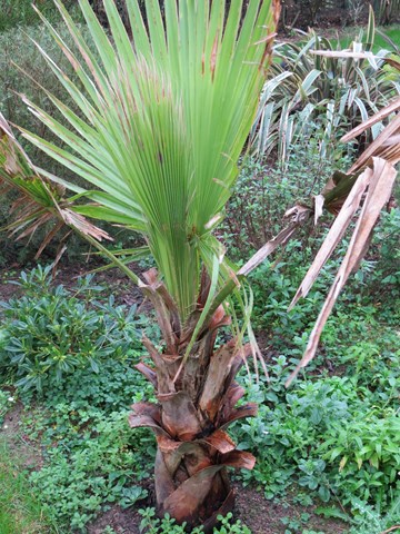 washingtonia filifera.JPG