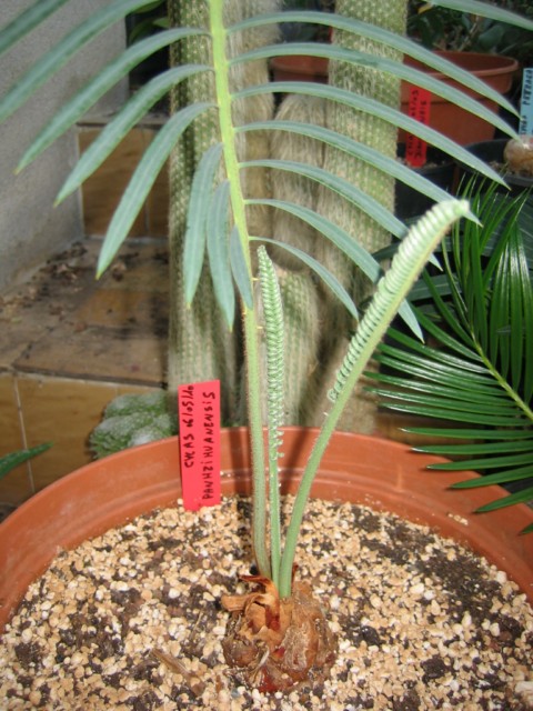 cycas panzihuanensis 2010.09.13 001 [1600x1200].jpg