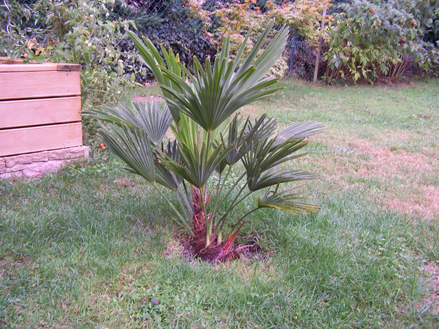 trachycarpus hybride