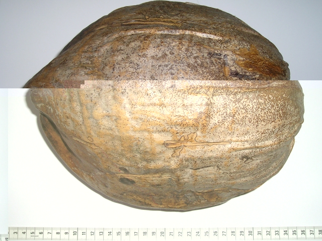 Cocos nucifera Isa.JPG