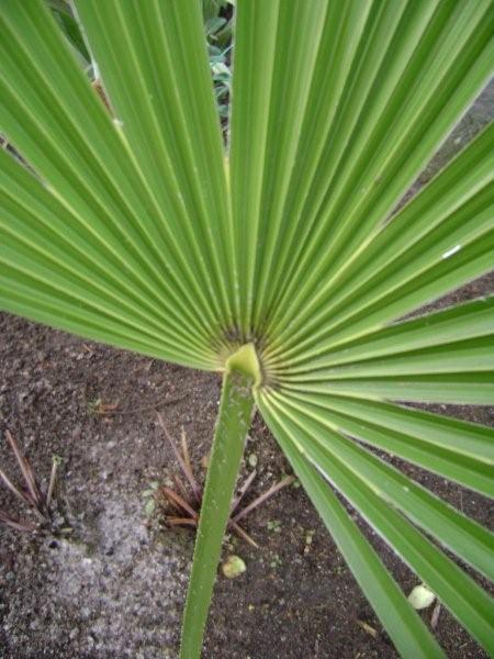 Portion de palme du takil