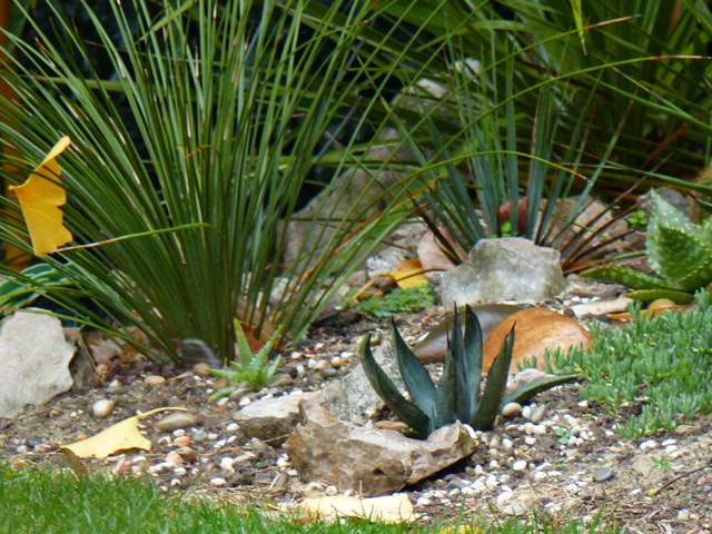 Agave nigra et D.longissimum