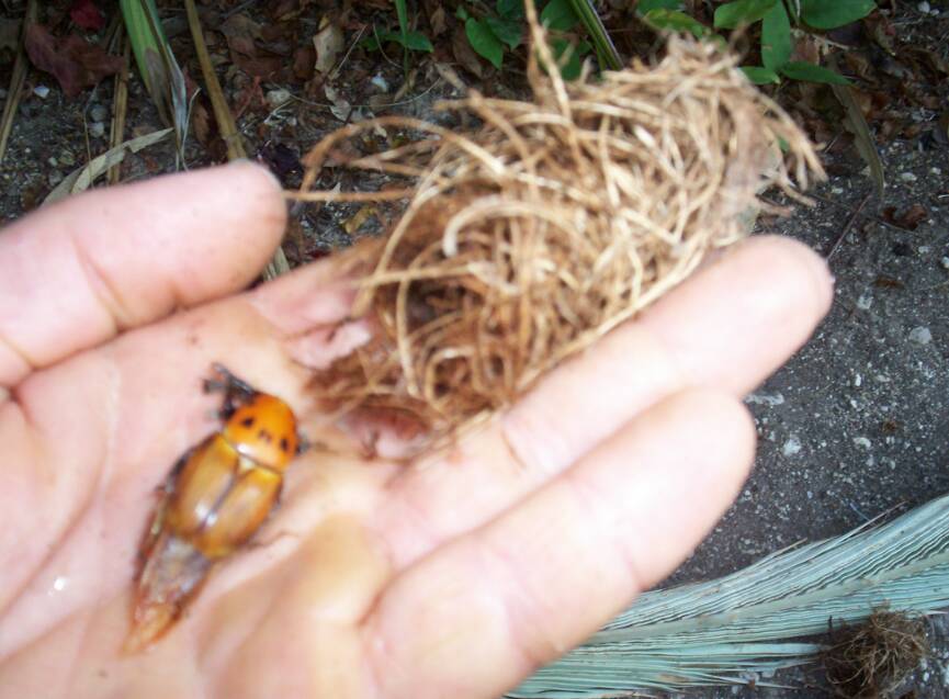 L'adulte (celui si n'avait pas encore durci sa carapace)