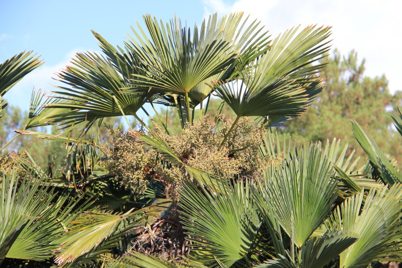 Trachycarpus wagnerianus 20130907_6765_2_1.JPG
