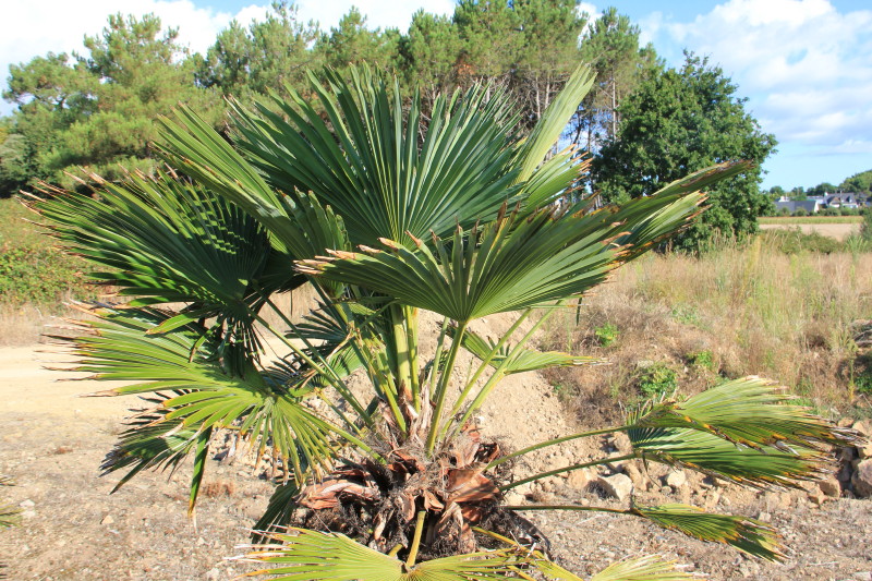 Trachycarpus wagnerianus 1 20130907_6850_5_1.JPG