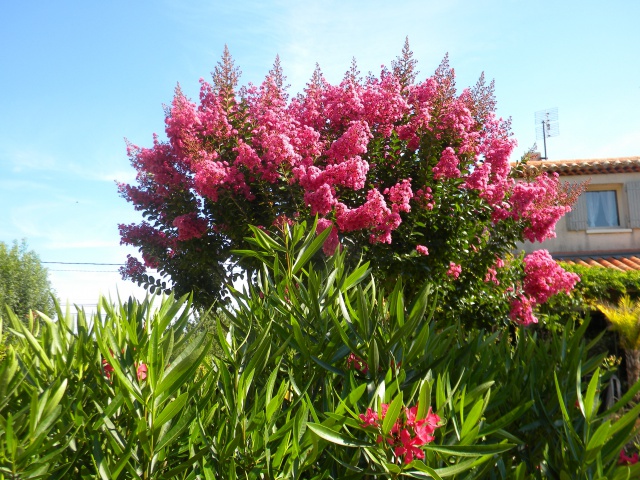 lagerstromia - pastéque.jpg