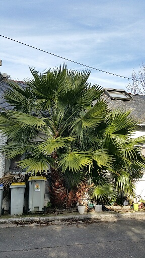 Washingtonia Nantes  janvier 2015.jpg