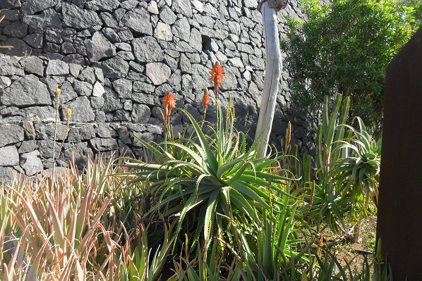 Aloes