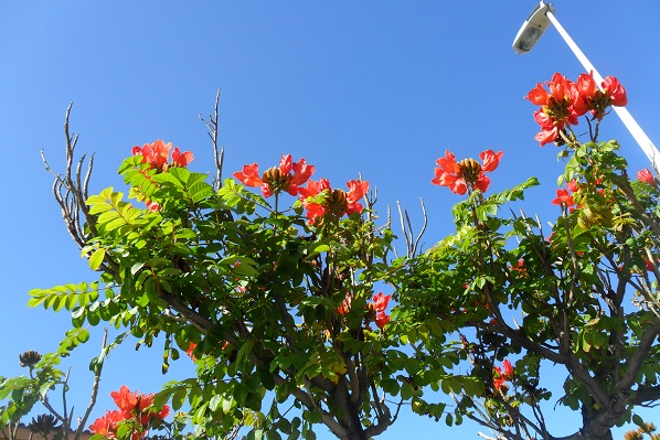 arbre a fleurs