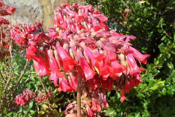 fleur kalanchoe