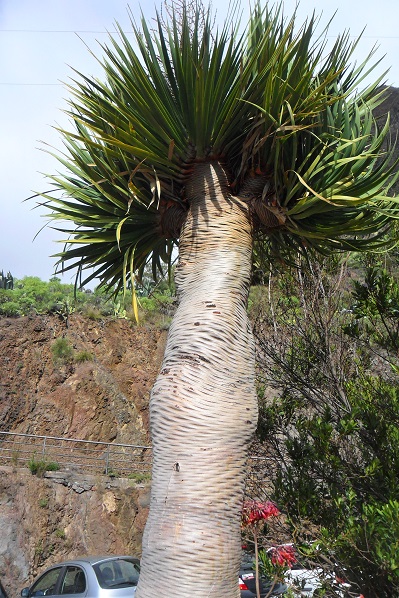 dracaena