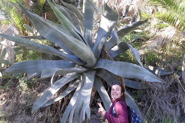 agave geant