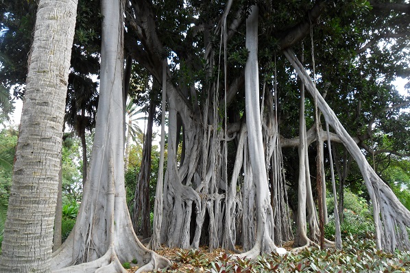 ficus