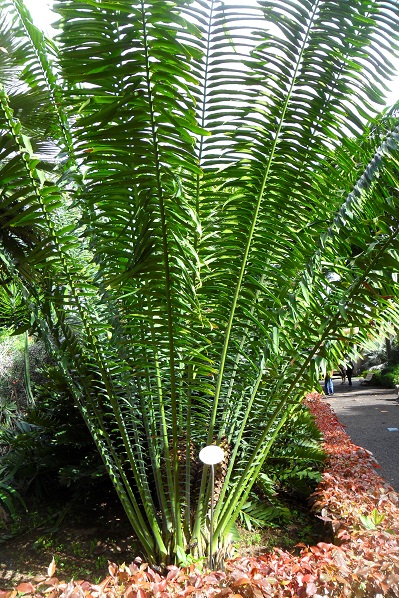 encephalartos