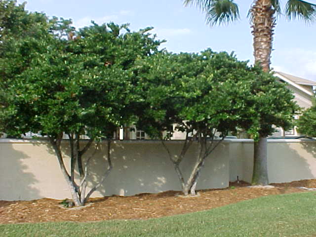 ligustrum01.jpg