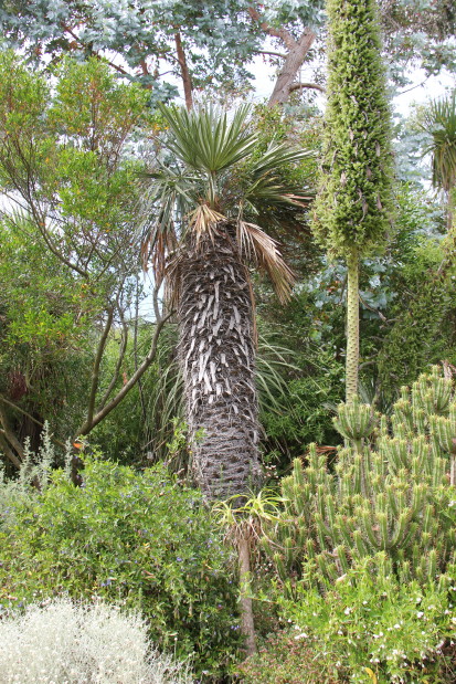 Trithrinax campestris 20140727_4952_1_1.JPG