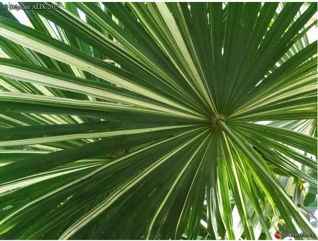 Trachycarpus fortunei 'Variegata'<br /><br />merci de votre aide