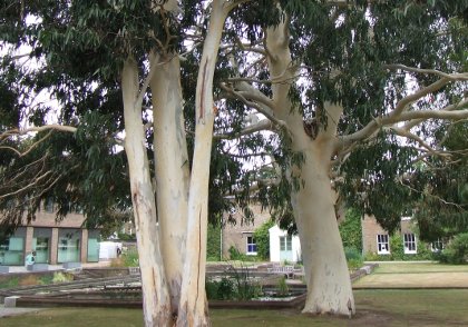 20090907_eucalyptus1.jpg