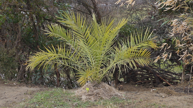 un phoenix en attente de plantation