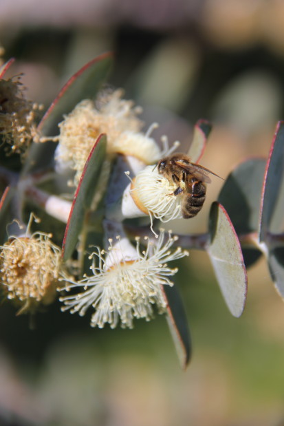 Eucalyptus pulverulenta 4 20140317_9921_1.JPG