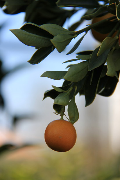 Fortunella japonica 20140317_0102_1.JPG