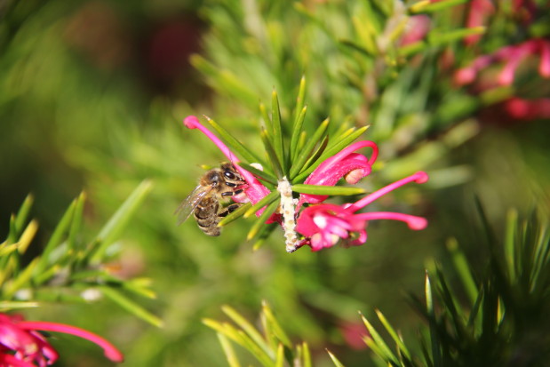 Grevillea juniperana 3 20140317_9950_1.JPG