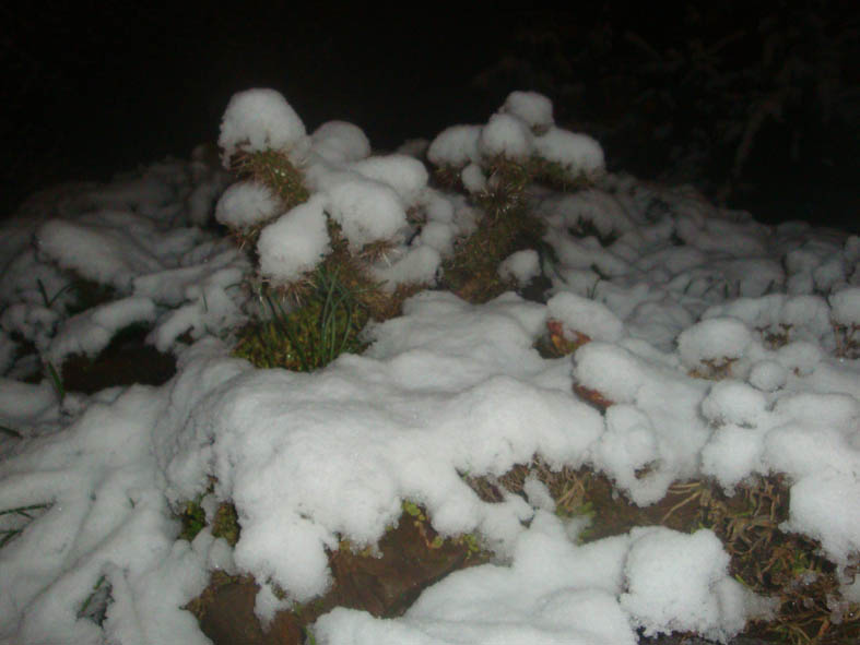 Opuntia hiver  low.jpg