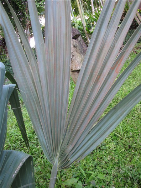 une coupure plus importante entre les deux folioles les plus proches du milieu du limbe 1.jpg