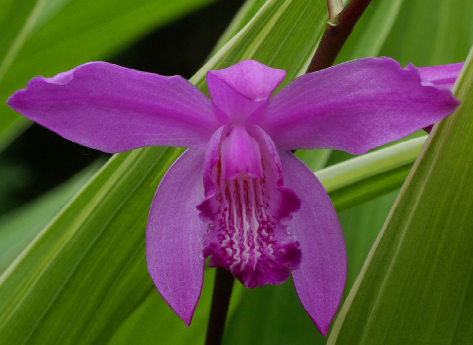 Bletilla-striata.jpg