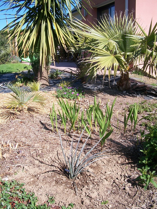 yucca faxoniana 2015.JPG